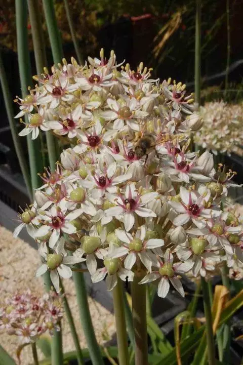 Allium nigrum