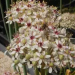 Allium nigrum