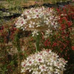 Allium nigrum — nigrum