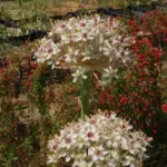 Allium nigrum — nigrum