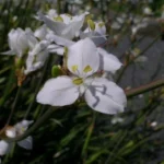 Libertia ixioides