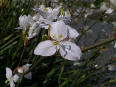 Libertia ixioides