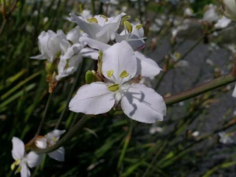 Libertia ixioides