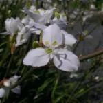 Libertia ixioides