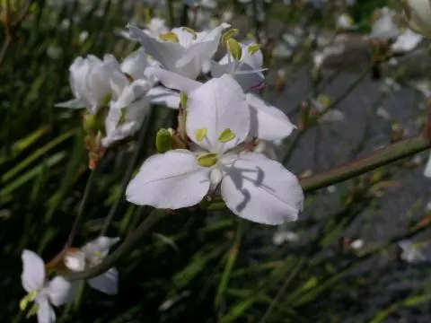 Libertia ixioides