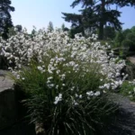 Libertia ixioides — chilensis