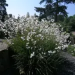 Libertia ixioides — chilensis