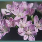 Allium unifolium