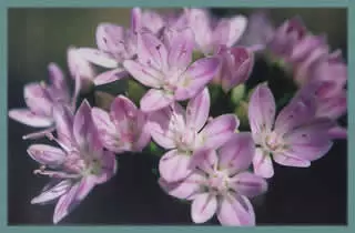 Allium unifolium