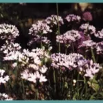 Allium unifolium — allium