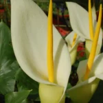 Arum creticum