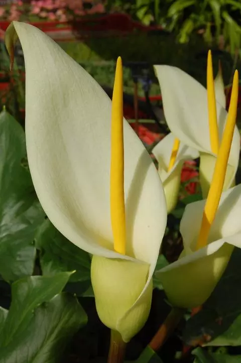 Arum creticum
