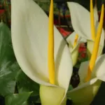 Arum creticum