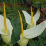 Arum creticum — arum