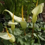 Arum creticum — creticum