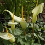 Arum creticum — creticum