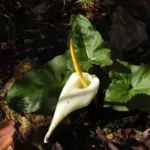 Arum creticum — photo 4