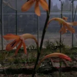 Watsonia meriana bulbifera