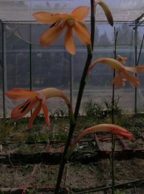 Watsonia meriana bulbifera