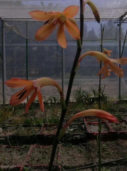 Watsonia meriana bulbifera