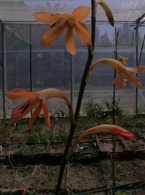 Watsonia meriana bulbifera