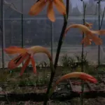 Watsonia meriana bulbifera