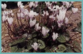 Cyclamen persicum