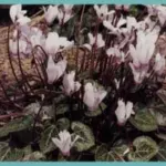 Cyclamen persicum