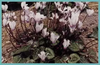 Cyclamen persicum