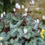 Cyclamen persicum — Cyclamen