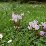 Cyclamen persicum — Perse