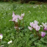Cyclamen persicum — Perse