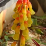 Lachenalia aloides ‘Aurea’