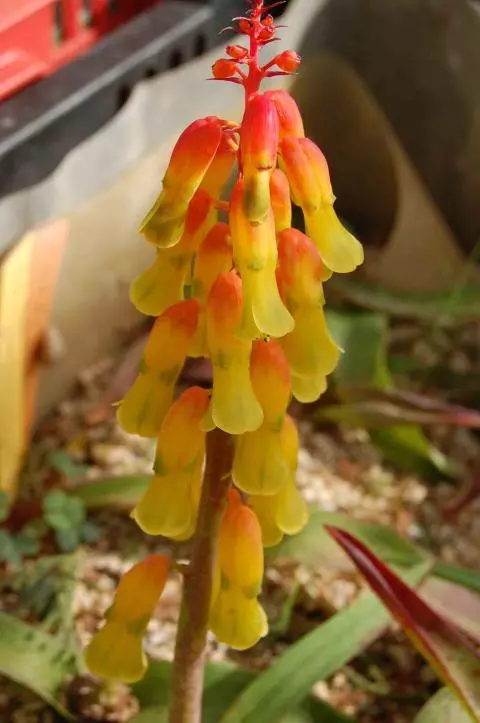 Lachenalia aloides &lsquo;Aurea&rsquo;