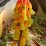 Lachenalia aloides ‘Aurea’