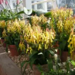 Lachenalia aloides ‘Aurea’ — Lachenalia