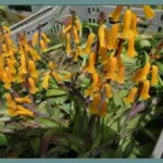 Lachenalia aloides ‘Aurea’ — aloides