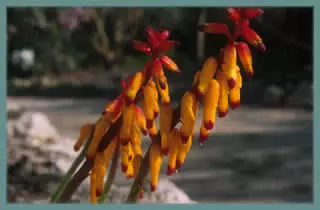 Lachenalia aloides &lsquo;Pearsonii&rsquo;