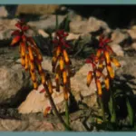 Lachenalia aloides ‘Pearsonii’ — photo 2