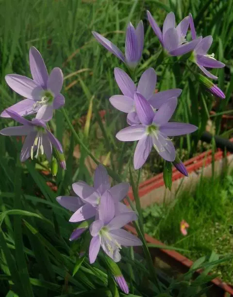 Geissorhiza inæqualis