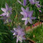 Geissorhiza inæqualis