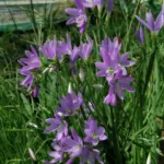 Geissorhiza inæqualis — Geissorhiza