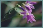 Geissorhiza inæqualis — inæqualis