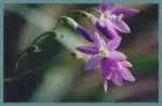 Geissorhiza inæqualis — inæqualis