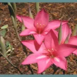 Gladiolus carmineus