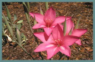 Gladiolus carmineus