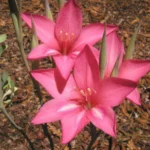 Gladiolus carmineus — cliff