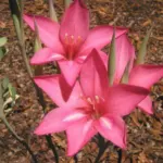 Gladiolus carmineus — cliff