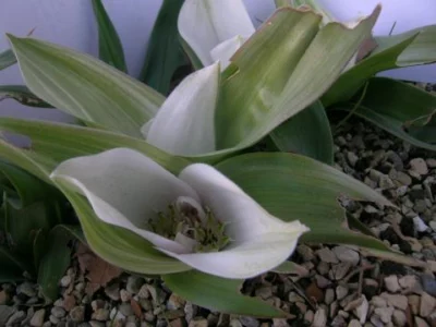 Androcymbium ciliolatum