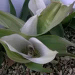 Androcymbium ciliolatum